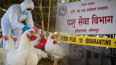 उपत्यकामा बर्डफ्लु सङ्क्रमण यथावत्